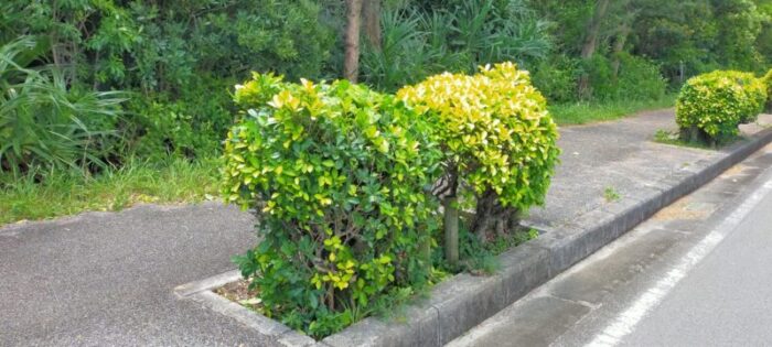 西表島「イリオモテヤマネコ」型に剪定された街路樹