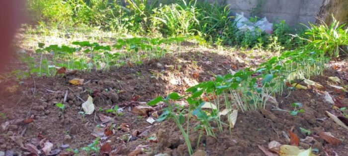 オクラの種を植えた当初