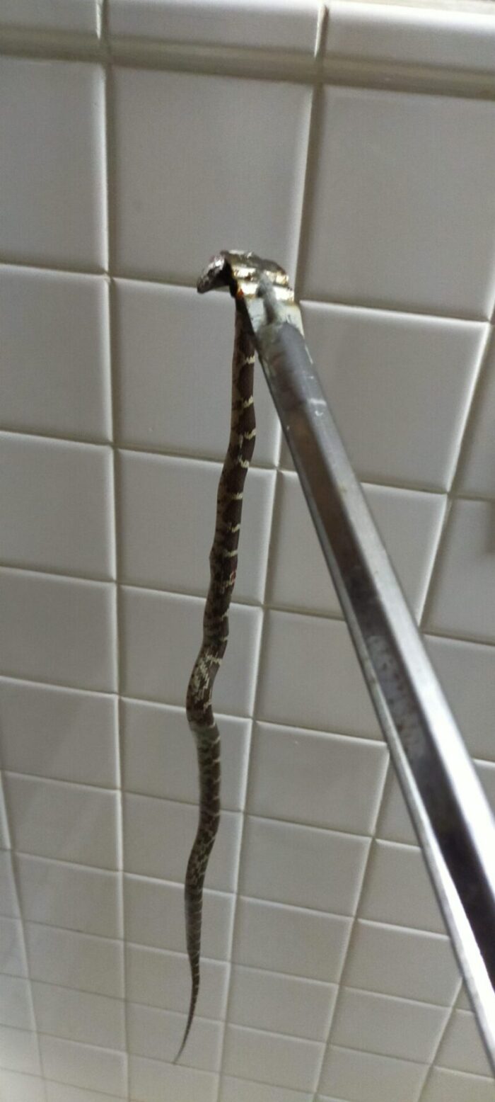 ヘビがトイレに出た